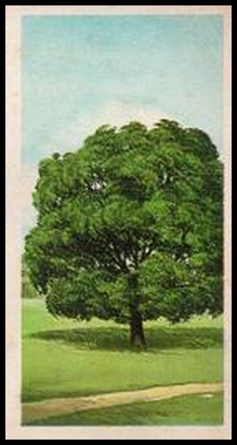 43 Holm or Evergreen Oak